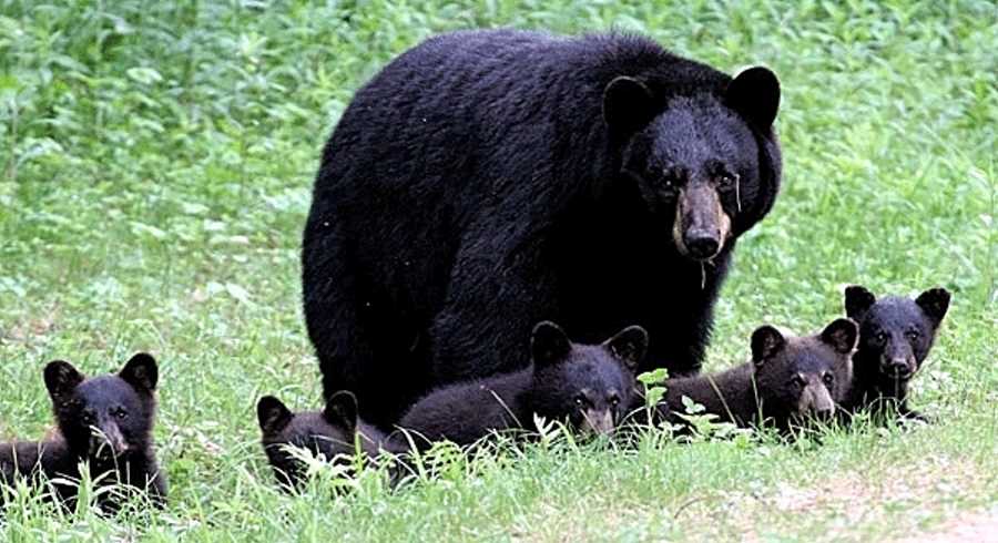 Newborn Black Bear Quintuplets