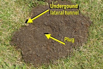 Picture of Rodent Mound