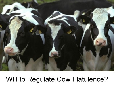 Cows Flatulence