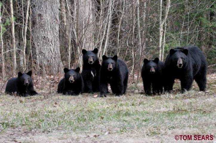 Newborn Black Bear Quintuplets