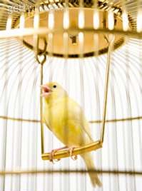 Caged Bird